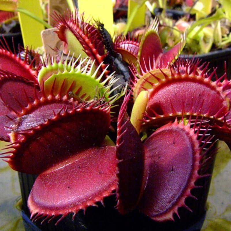 3 Starter Venus Fly Trap Live Plants in Pot, Live Venus Fly Traps for Terrarium Outdoor Indoor Gardening