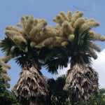 Live Palm Tree Plant in 3 Gallon Pot, No CA, Large Fully Rooted Size, Ready to Plant for Home Décor Indoor Outdoor Landscape, Rare Palm Trees, Umbraculifera Palm