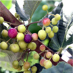 Sherbet Berry Plant Live for Planting 4 to 8 Inch Tall, Sherbet Berry Fruit Tree Live Plant