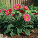 Gerbera Daisy Plants Live, Pink Daisy Plant, 5-7 Inches Tall, Colorful Perennial Plant, Bright Blooms for Indoor Outdoor Growing