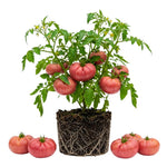 Set 2 Tomato Plants, Pink Tomato Plants Live, 4-6 Inc Tall, Sweet Tomatoes for Trellis, Indoor Outdoor Garden