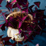 Purple Oxalis Flower Plant, 4-5'' Tall, Purple Shamrock Plants, Oxalis Plant, Live Flowers Plants, Perennial Flower Plants for Indoor and Outdoor Garden