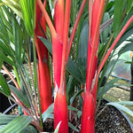 Palm Tree Live Plant, Fully Rooted in 3 Gallon Pot, Rare Tropical Plant Live for Indoor or Outdoor Growing, Red Lipstick