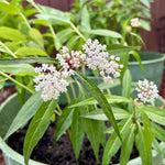 Pack 2 White Milkweed Live Plants, Butterfly Milkweed Shrub, Asclepias Tuberosa Plants 4-8 Inches