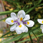 Pack 2 African Iris Plants Live for Outdoor Garden, Full Rooted from 4-6 Inches Tall, African Iris Flower Shrub, Easy Care for Summer Blooms
