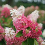 Set 2 Hydrangea Live Plants, Pink White Hydrangea Bushes Shrubs Trees Live Plants in 4” Pot, Live Hydrangea Well Rooted for Planting