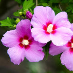 Rose of Sharon Plant Live 6-13 Inch Tall, Althea Hibiscus Syriacus Bush Shrub, in Pot (Pink Rose of Sharon)