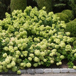 Set 2 Hydrangea Live Plants, Light Green Hydrangea Bushes Shrubs Trees Live Plants in 4” Pot, Live Hydrangea Well Rooted for Planting