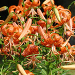 5 Turks Cap Lily Bulbs Roots, Tiger Lily Flower Root Plant, No Leaf, Well Rooted Ready to Plant, Summer Bloom, Orange Flower Live Plant