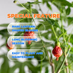 Orange Abutilon Live Plant 4–7 Inches Tall, Flowering Lantern Plant for Indoor Outdoor Garden, Ornamental Flower Plants for Patio Containers or Garden Beds