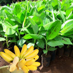 Grand Nain Banana Plant Tree Live, Cold Hardy 4-7" in Tall, No Pot, Outdoor Spring Planting, Rare and Sweet Banana Plants