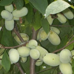 Pawpaw Tree Live Plant, Paw Paw Tree Live Plant, 6 to 12 Inc Tall