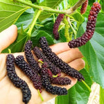 Set of 2 Pakistan Mulberry Trees Live Plants, Starter 4-6 Inches Tall, No Pot, Mulberry Bush Fruit for Outdoor Growing, Cold Hardy