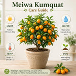 Meiwa Kumquat Tree Live Plant for Planting, Sweet Kumquat Fruit Tree 1 Gallon Pot, Citrus Fruit Plant, Suitable Patio and Garden