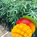 1 Year Old Mango Tree Live Plant Seedling in Gallon Pot, Fully Rooted for Zones 9-11, Cold Hardy, Ready to Planting Outdoor, Full Sun, Tommy Atkins Mango Plant, No CA