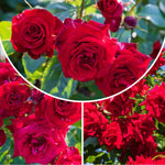 Rose Live Plant, Roses Flower Plant, Fragrant Flower for Planting, 4-6 Inches Tall, Bush Shrub Plants, Well Rooted, Ready to Grow (Orange Rose)