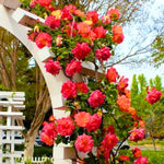 Climbing Roses Live Plants, Golden Orange Rose Climbing Bushes for Planting, No Pot, Cut Back, Well Rooted, No Leaf for Planting
