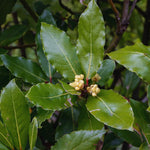 Live Bay Leaf Tree Plants, 2 Laurus Nobilis Sweet Bay Plants, 5-7 Inch, Home Garden