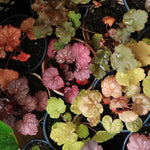 2-Pack Live Heuchera Coral Bells Plants, Bright Orange to Red Leaves, Vibrant Indoor Outdoor Planting