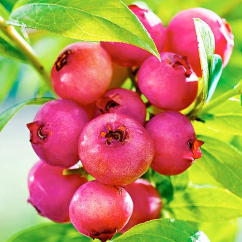1 Blueberry Bush Live Plant 5 to 9 Inch Tall, Blueberry Plant Live for Planting, Sweet Blueberries Fruit Tree Live Plant (Pink Lemonade Blueberry)