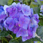 Hydrangea Plant Live Tree, Blue Purple to Pink Color Bloom, 5-10" Well-Rooted Hydrangea Shrub Bush for House Planting Outdoor, Dormant