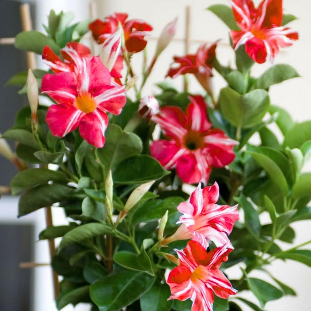 Mandevilla Live Plant Vine, Climbing Mandevilla Vine Plants Live, 5 to 7 Inches Tall Garden Vine Plant