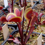 3 Venus Flytrap Plants Live in Pot, Random Different Cultivar, Starter Size, Easy to Grow Tropical Plant Terrarium Indoor Outdoor