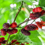 Mulberry Tree Live Plant 5 to 8 Inch Tall, Everbearing Mulberry Bush Live Plant, Mulberry Plant Live (Red Mulberry)