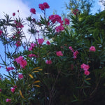 2 Oleander Live Plants, 4 to 6 Inches Tall, Pink Oleander Plants Live, Oleander Well Rooted, Live Oleander Plants for Planting