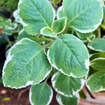 Variegated Cuban Oregano Live Plant in 4 inch Pot, Herb Oregano Plants Live Potted for Planting