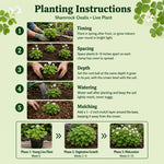 Green Oxalis Live Plant 5-10 Inches Tall, Low Light Tolerant Shamrock Foliage Plant for Garden and Container, Well Roooted Potted Plant