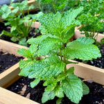 Peppermint Live Plant in 4 Inch Pot, Fresh Mint Herb Plant for Planting Indoor Outdoors Garden Home, Containers, Peppermint Plants Live