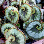 2 Begonia Live Plants Outdoor, Angel Wing Begonia Maculata Plants Live, 5-9" Tall, Ornamental Foliage Houseplant for Home or Office (Silver Green)