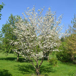 Pack 3 White Flowering Dogwood Trees Live Plants, 12 to 24 Inc Tall, Dormant, Dogwood Trees Shrubs Bushes for Planting Outdoors