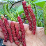 Set of 2 Pakistan Mulberry Trees Live Plants, Starter 4-6 Inches Tall, No Pot, Mulberry Bush Fruit for Outdoor Growing, Cold Hardy