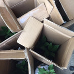 Laurus Nobilis Bay Leaf Trees Live Plants, 5 to 7 Inc Tall Bay Laurel Sweet Bay Live Plant for Planting, Fragrant Bayleaf Tree, No Pot, Well-Rooted Plant Live