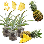Set of 2 White Jade Pineapple Live Plants, 4-6" Tropical Pineapple Plants for Indoor Outdoor Growing, Patio Container Garden, No Pot, Fast-Growing
