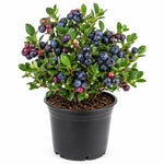 Black Huckleberry Live Plant in 5 Inch Pot, Sweet Black Berries Bush, Well Rooted Fruit Shrub for Garden and Container