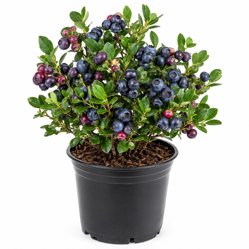 Black Huckleberry Live Plant in 5 Inch Pot, Sweet Black Berries Bush, Well Rooted Fruit Shrub for Garden and Container