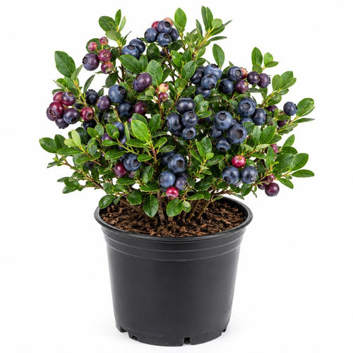Black Huckleberry Live Plant in 5 Inch Pot, Sweet Black Berries Bush, Well Rooted Fruit Shrub for Garden and Container