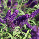 2 Butterfly Bush Live Plants, Deep Black Buddleia Shrubs, 5–9 Inch Tall, Fragrant Flowering Shrubs, No Pot