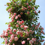 Fragrant Climbing Rose Live Plant, Well Rooted 5-9" Tall, No Leaf, Indoor Outdoor Climber, Rose Bush, Hybrid Tea Rose Like (Pink to Deep Pink)