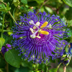 Deep Purple Passion Flower Plant Live, Passiflora Flowering Vine, Trailing Passion Flowers 4 to 8 Inch Tall