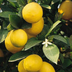Set 2 Meyer Lemon Trees Live Plants, Size 2-4 Inch Tall, Fragrant Citrus Live Plant in 4" Pot, Yellow Lemon Fruit Seedling, White Flowers