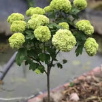 Hydrangea Plant Live Tree, Light Green Color Bloom, 5-10" Well-Rooted Hydrangea Shrub Bush for House Planting Outdoor, Dormant