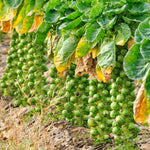 Brussel Sprouts Plant in 4" Pot, Fresh Vegetable Plants Live Potted for Planting Home Garden, Annual Vegetable Plant