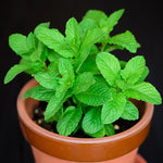 Spearmint Live Plant, 3 to 6 Inch Tall Spearmint Herb Plant, Mint Plants for Outdoors, No Pot