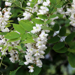 Set 2 Black Locust Trees Live Plants Bare Roots, Locust Bare Root, 6-8 Inches Tall, Fragrant Blossoms for Outdoor Growing, Cold Hardy