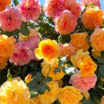 Climbing Roses Live Plants, Golden Orange Rose Climbing Bushes for Planting, No Pot, Cut Back, Well Rooted, No Leaf for Planting