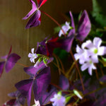 Purple Oxalis Flower Plant, 4-5'' Tall, Purple Shamrock Plants, Oxalis Plant, Live Flowers Plants, Perennial Flower Plants for Indoor and Outdoor Garden